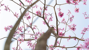 <i>Tabebuia impetiginosa</i> (Pink Trumpet Tree) flowers during Spring and displays a profusion of bright pinkish red flowers before its foliage returns.